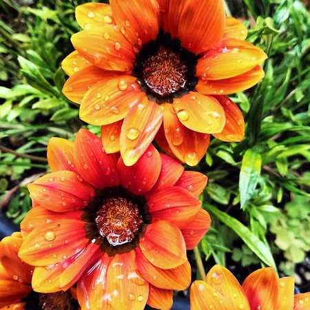 Elba מרינה די קמפו